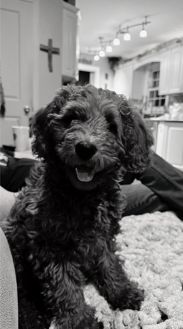 Magnolia Grace - Future Therapy Dog